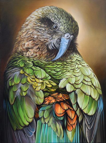 Craig Platt nz bird art, kea portrait, oil on canvas